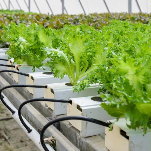 Các Dự Án Thực Tiễn Và Thành Công Trong Aquaponics